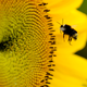 A bumble bee. Photo: AP